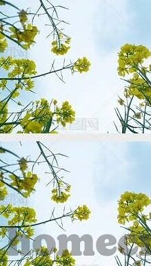 麻豆文化传媒花季-麻豆文化传媒，花季绽放的青春舞台