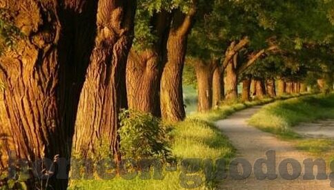 糖心app下载苹果版下载-探索糖心App的苹果版下载，如何安全并有效地进行操作